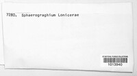 Sphaerographium lonicerae image